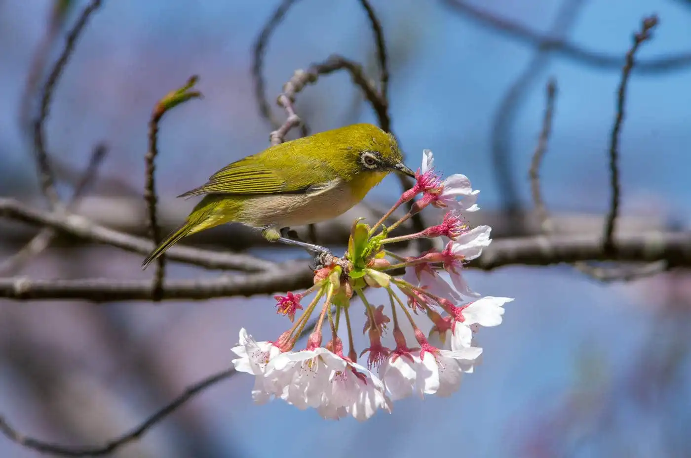 野鳥画像・桜の花とメジロの写真