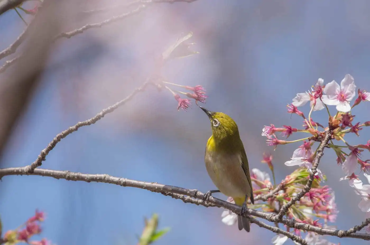 野鳥画像・桜の花とメジロの写真
