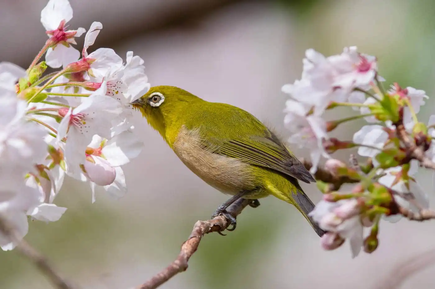 野鳥画像・桜の花とメジロの写真
