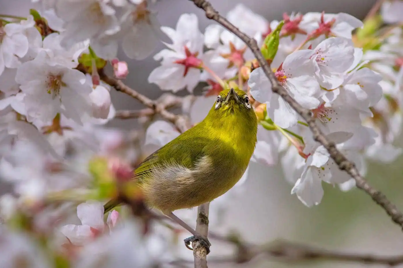 野鳥画像・桜の花とメジロの写真