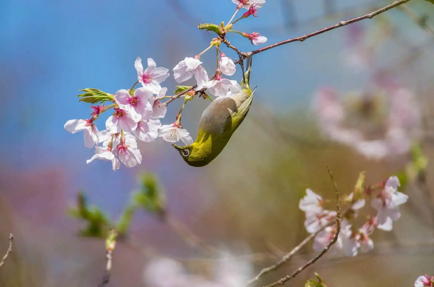 野鳥画像・桜の花とメジロの写真