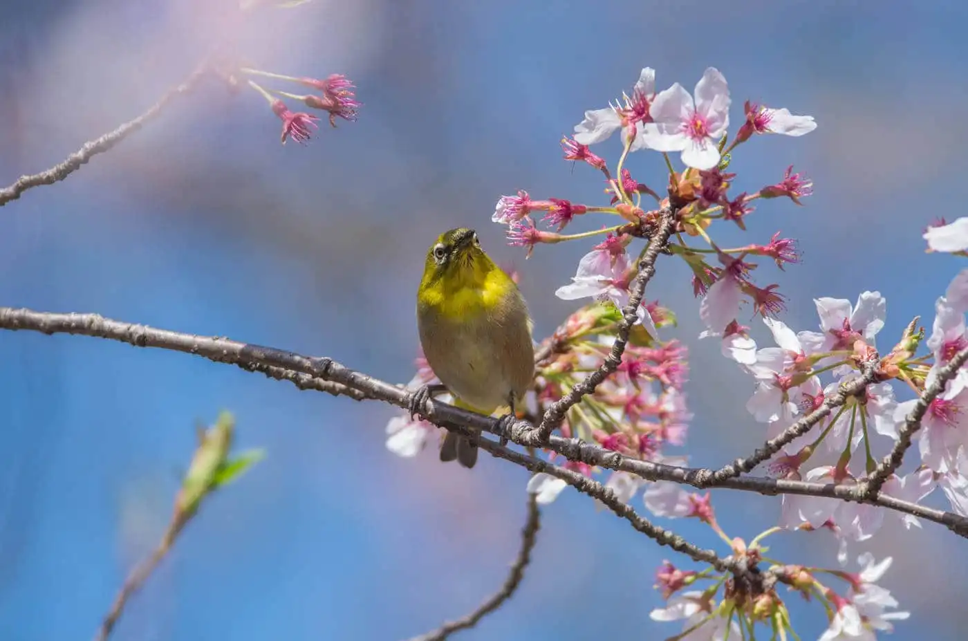 野鳥画像・桜の花とメジロの写真