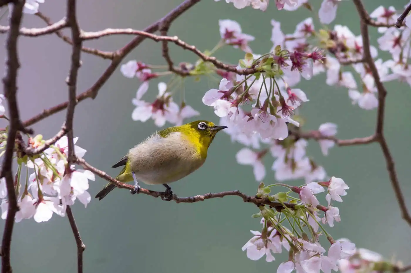野鳥画像・桜の花とメジロの写真