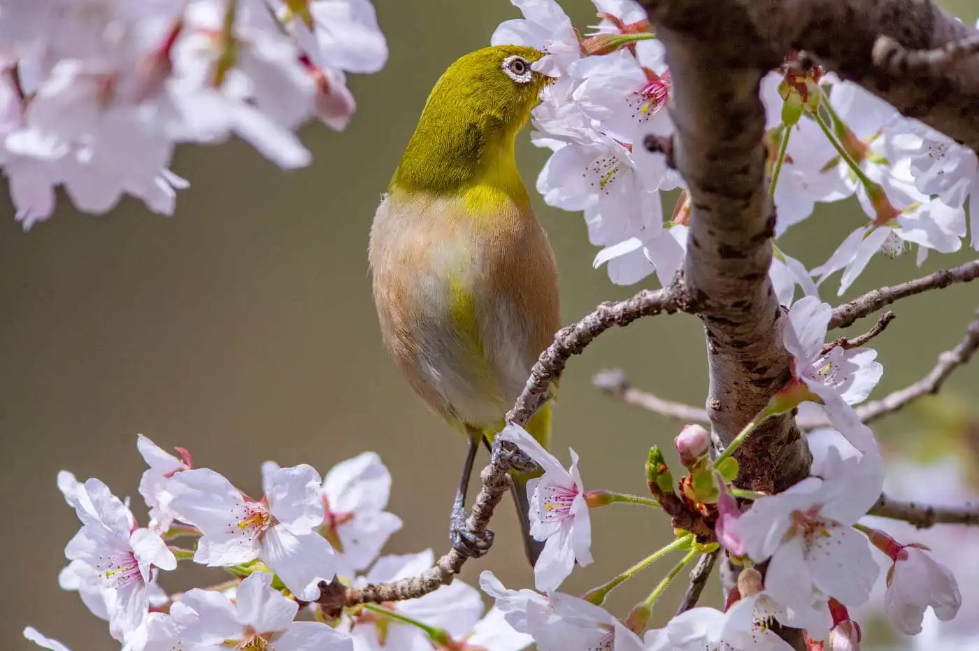 野鳥画像・桜の花とメジロの写真