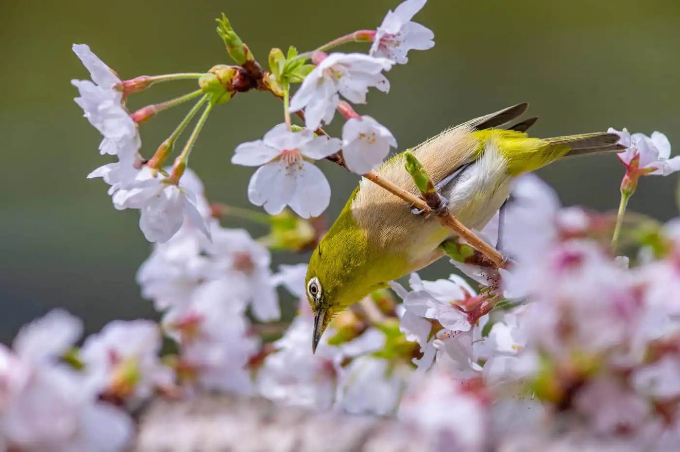 野鳥画像・桜の花とメジロの写真