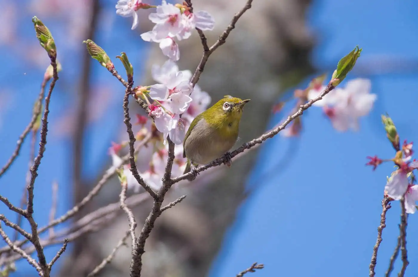 野鳥画像・桜の花とメジロの写真