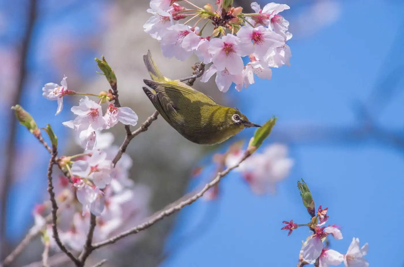 野鳥画像・桜の花とメジロの写真