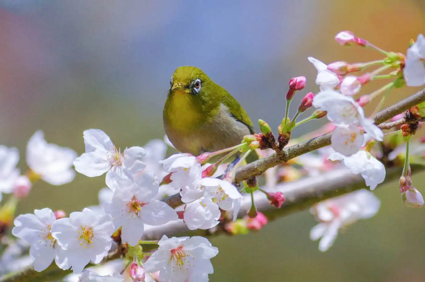 野鳥画像・桜の花とメジロの写真