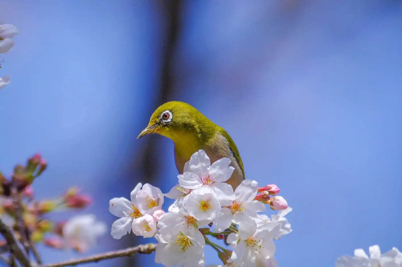 野鳥画像・桜の花とメジロの写真