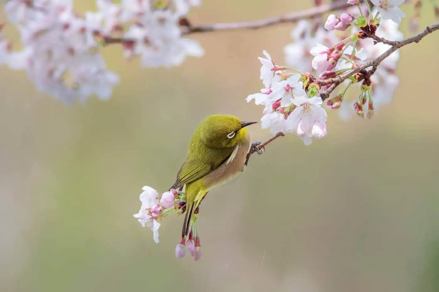 野鳥画像・桜の花とメジロの写真