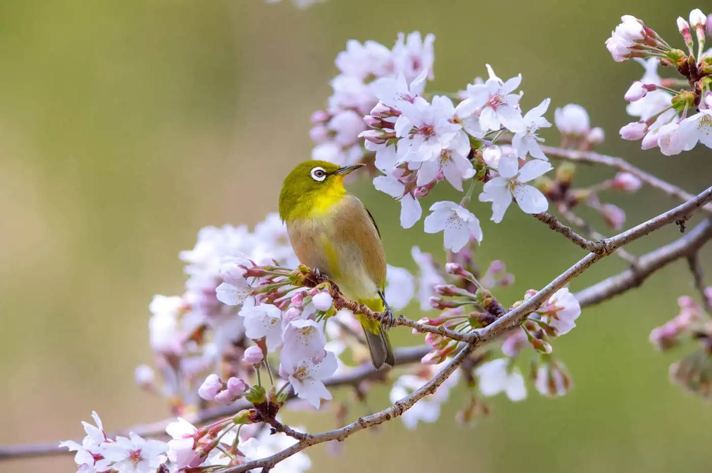 野鳥画像・桜の花とメジロの写真