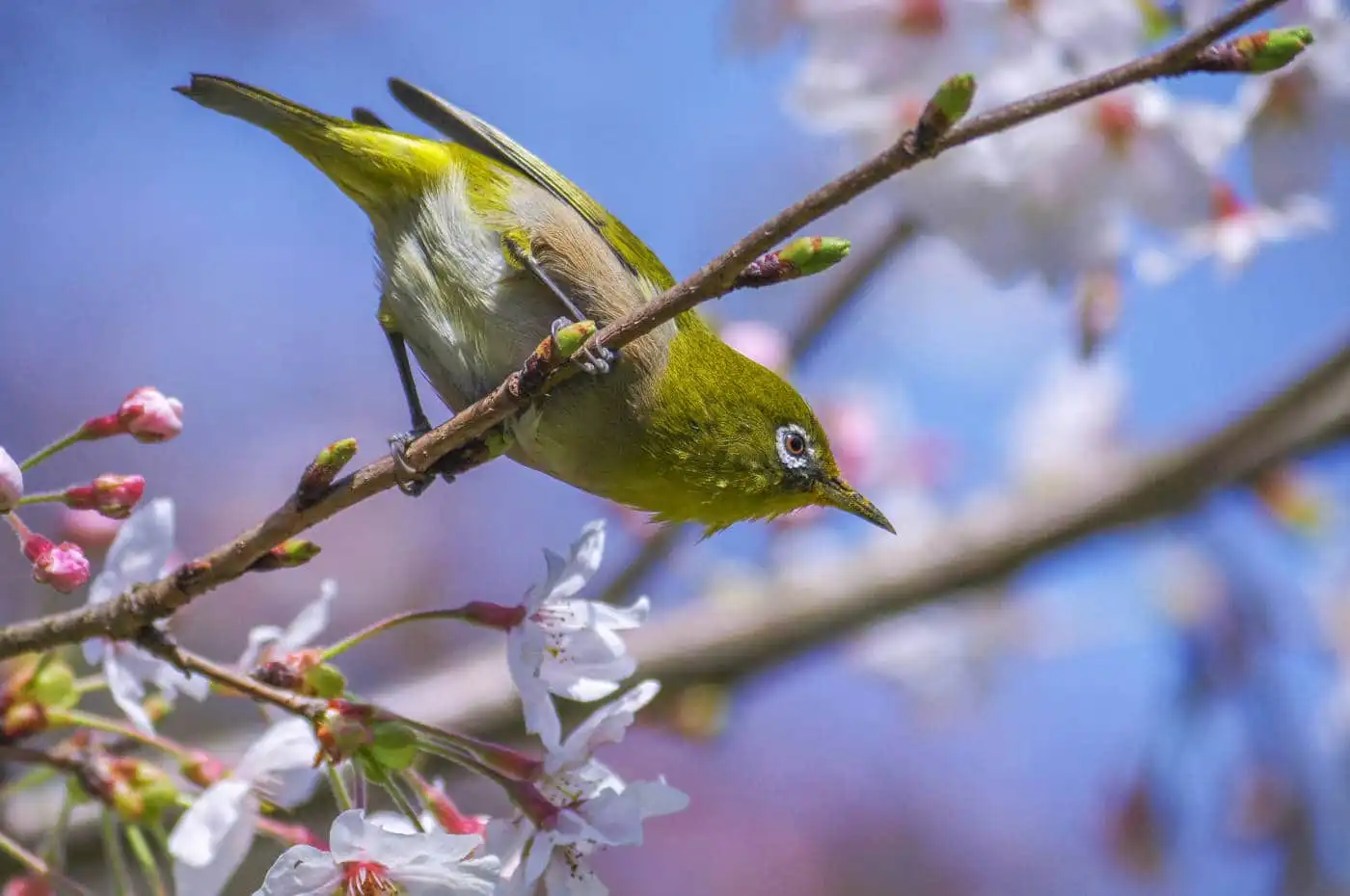 野鳥画像・桜の花とメジロの写真