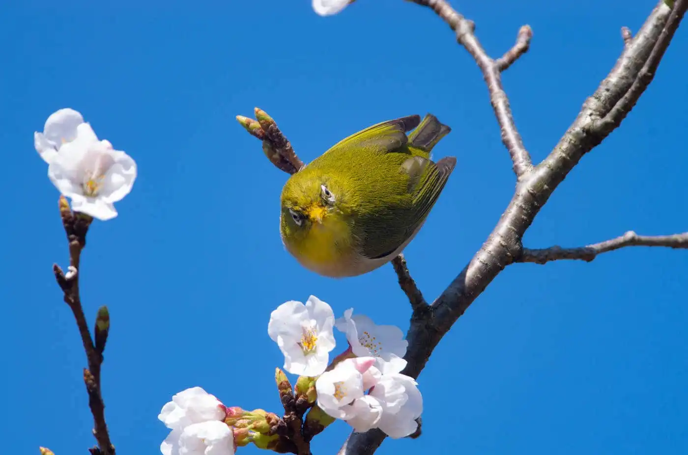 野鳥画像・桜の花とメジロの写真