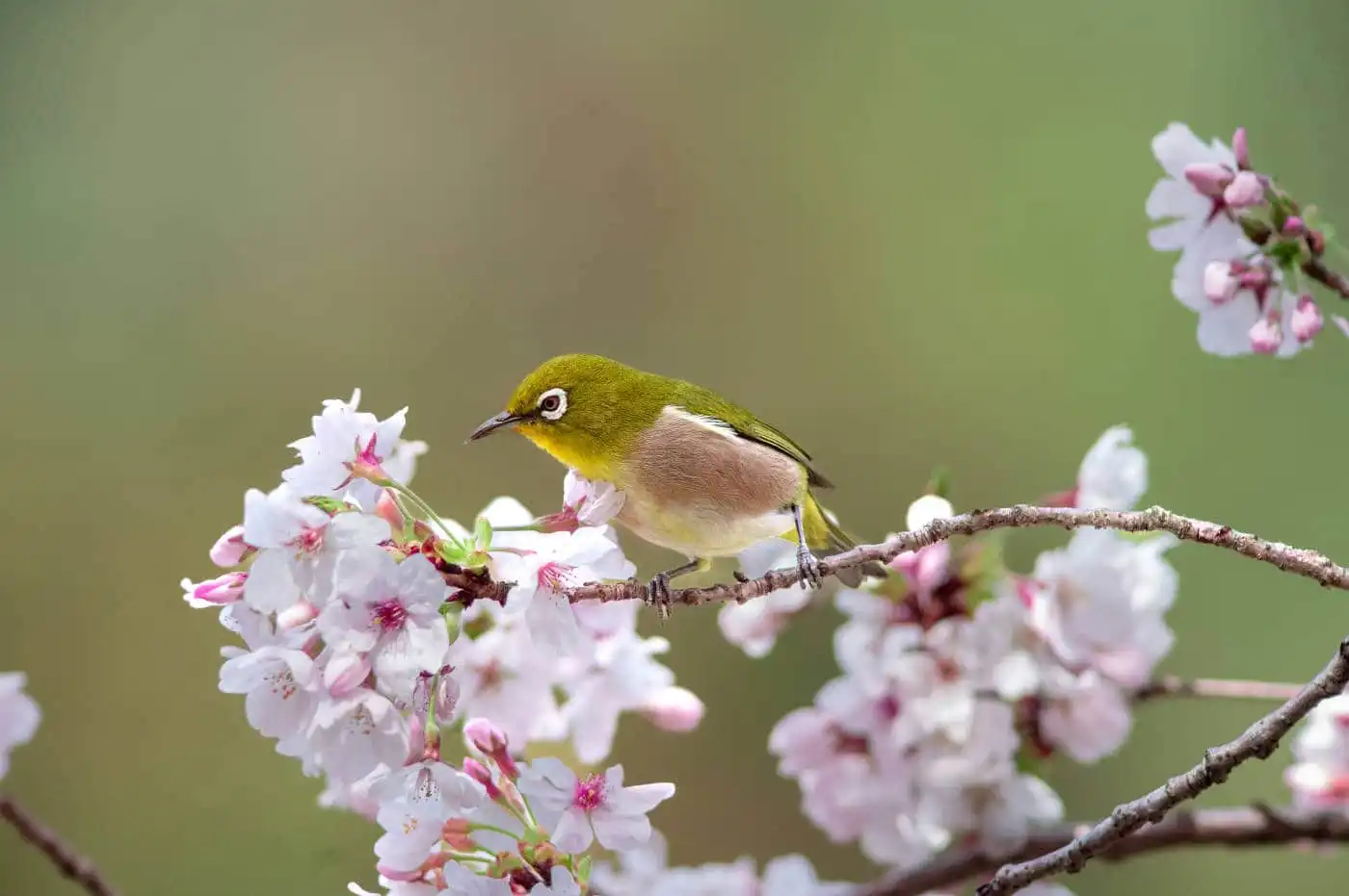 野鳥画像・桜の花とメジロの写真