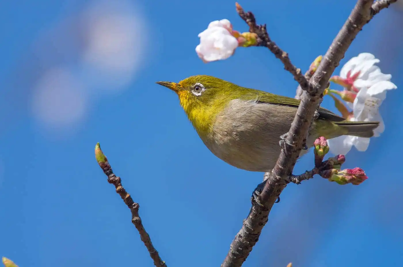 野鳥画像・桜の花とメジロの写真