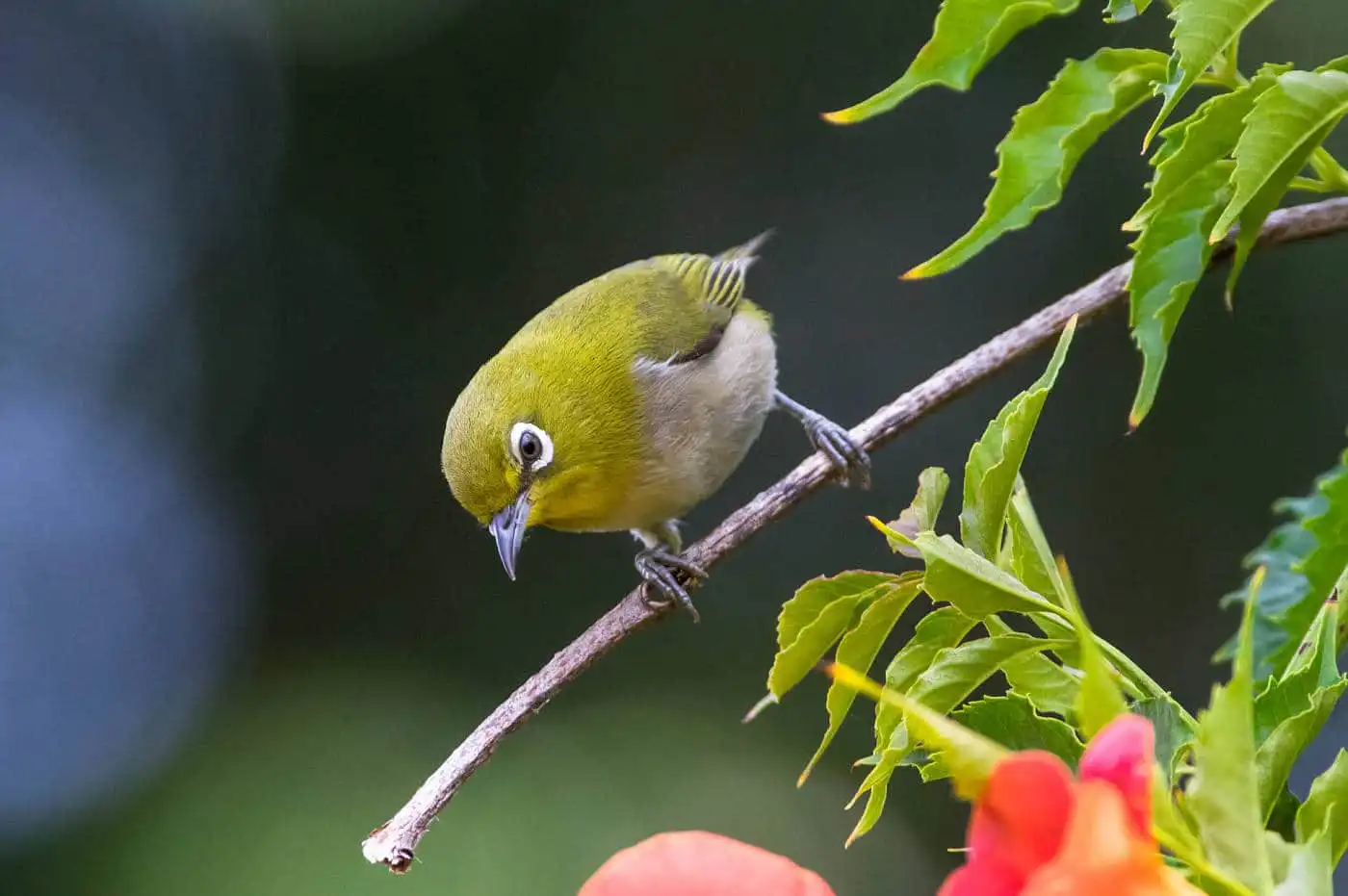 野鳥画像・ノウゼンカズラとメジロの写真