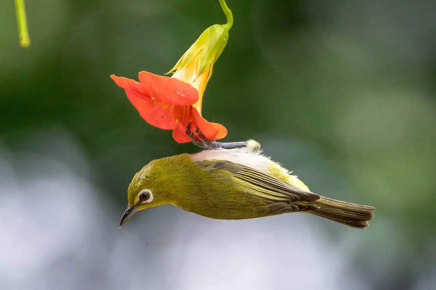 野鳥画像・ノウゼンカズラとメジロの写真