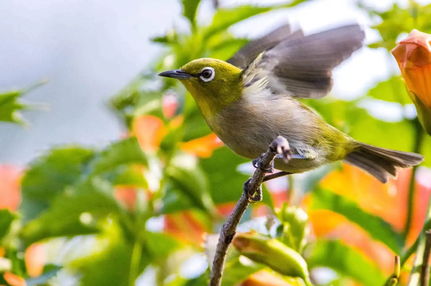 野鳥画像・ノウゼンカズラとメジロの写真