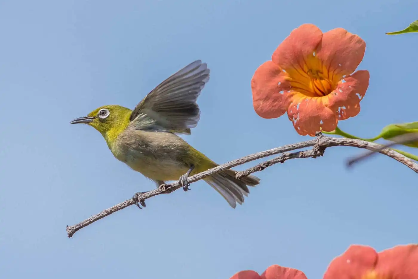 野鳥画像・ノウゼンカズラとメジロの写真