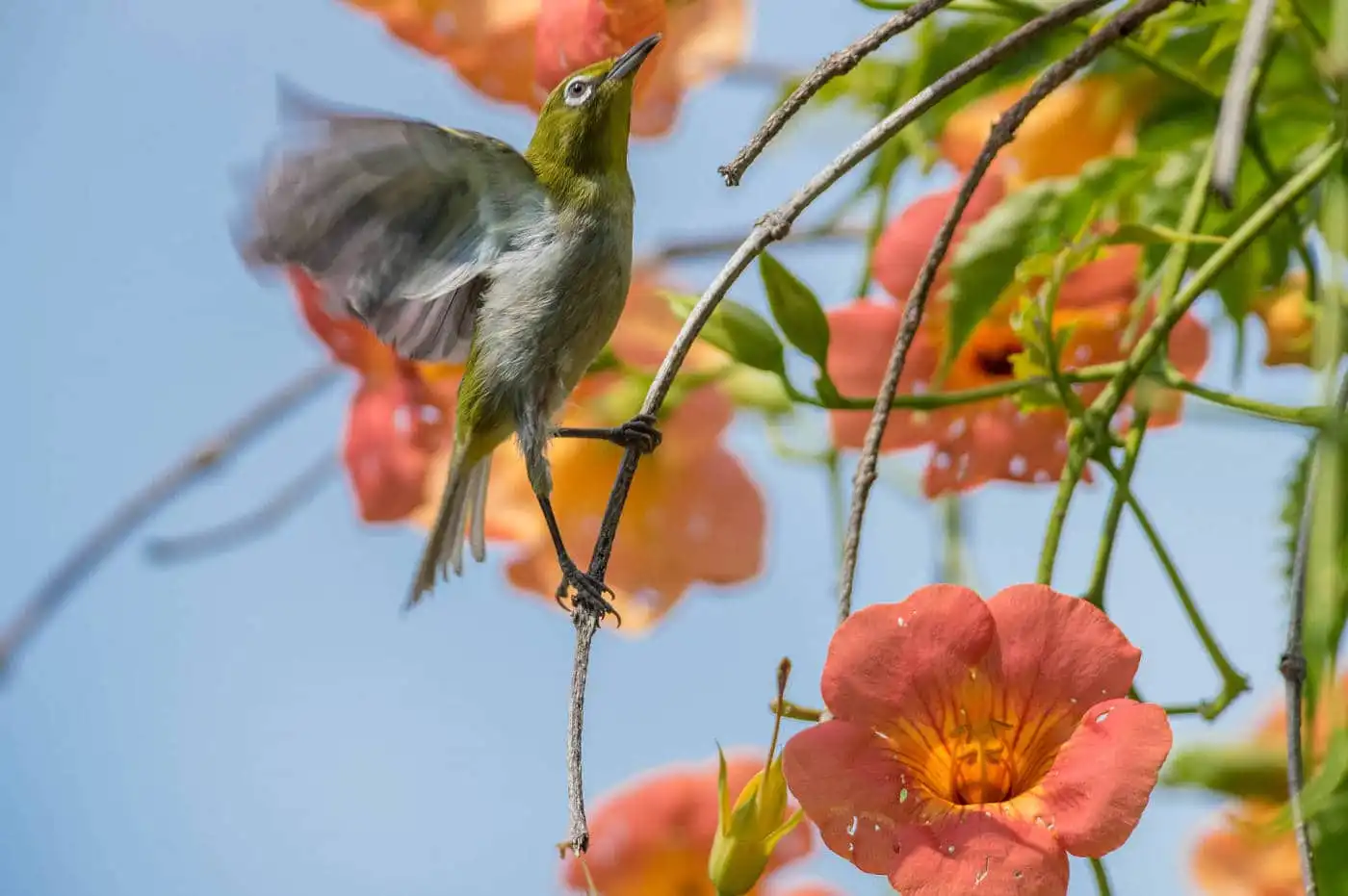 野鳥画像・ノウゼンカズラとメジロの写真
