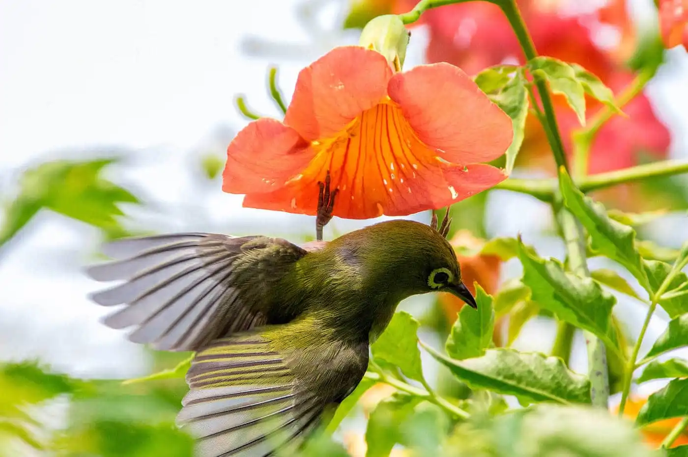 野鳥画像・ノウゼンカズラとメジロの写真