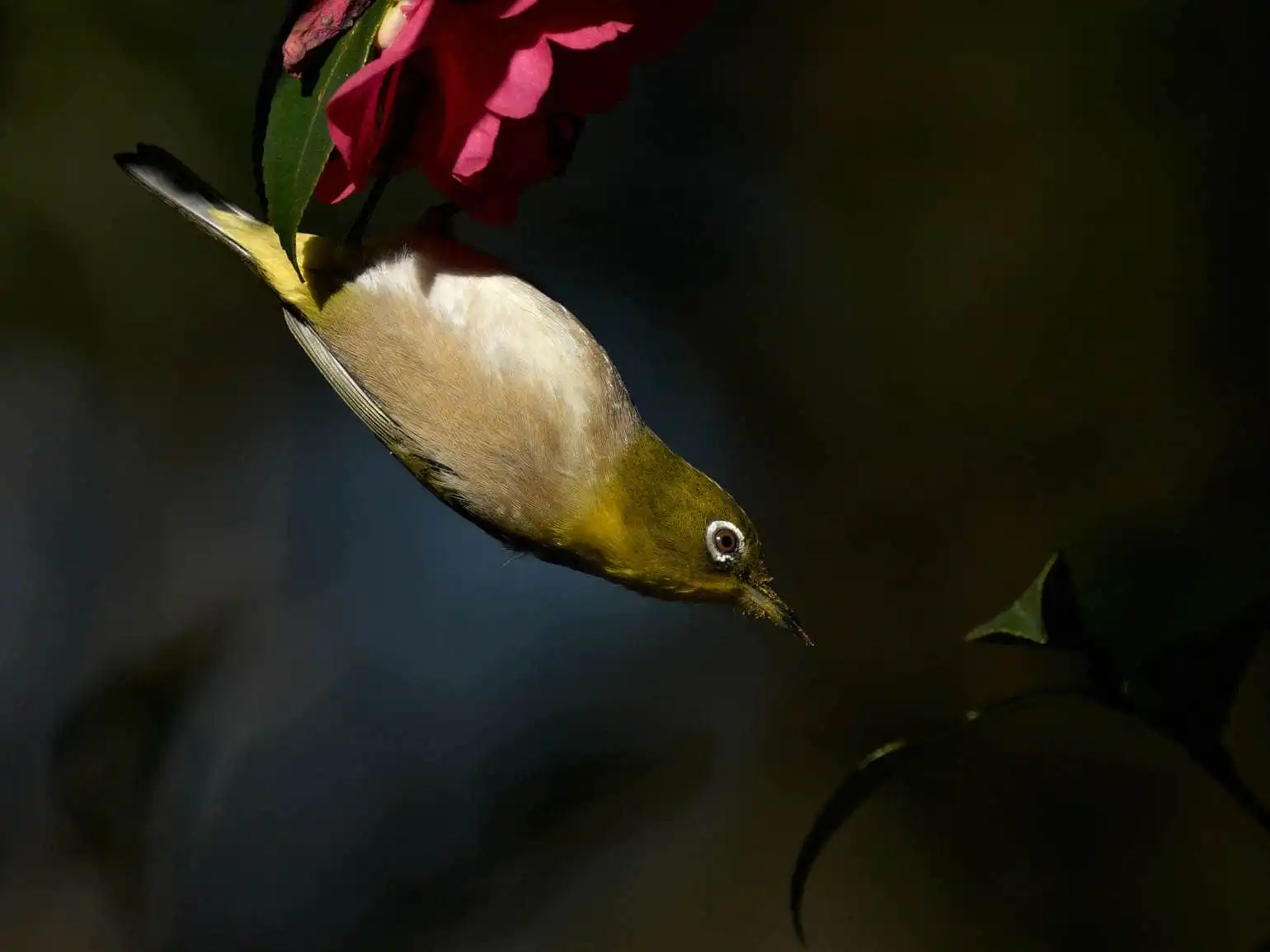 野鳥画像・サザンカとメジロの写真