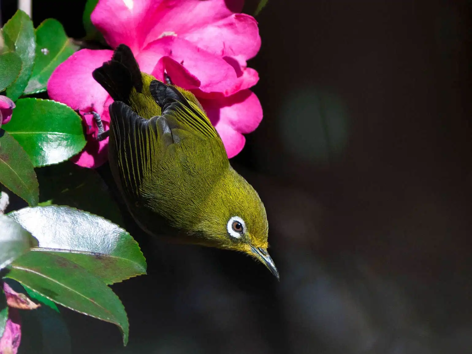 野鳥画像・サザンカとメジロの高解像写真