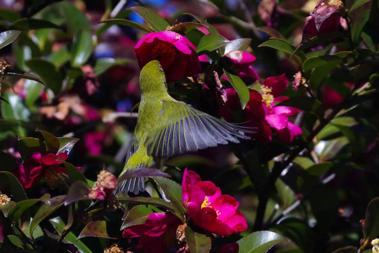 野鳥画像・サザンカとメジロの飛翔写真