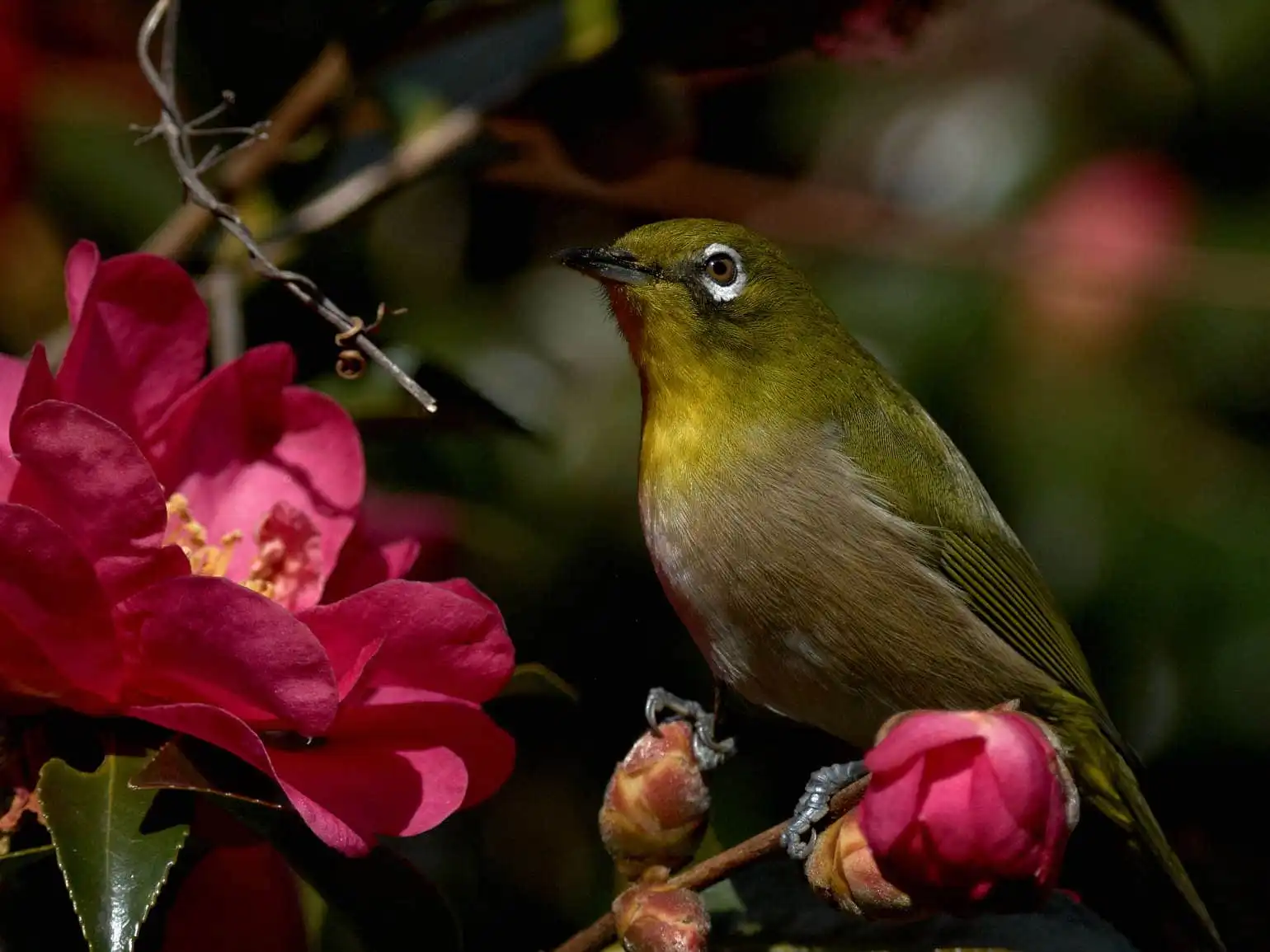 野鳥画像・サザンカとメジロの高解像ドアップ写真