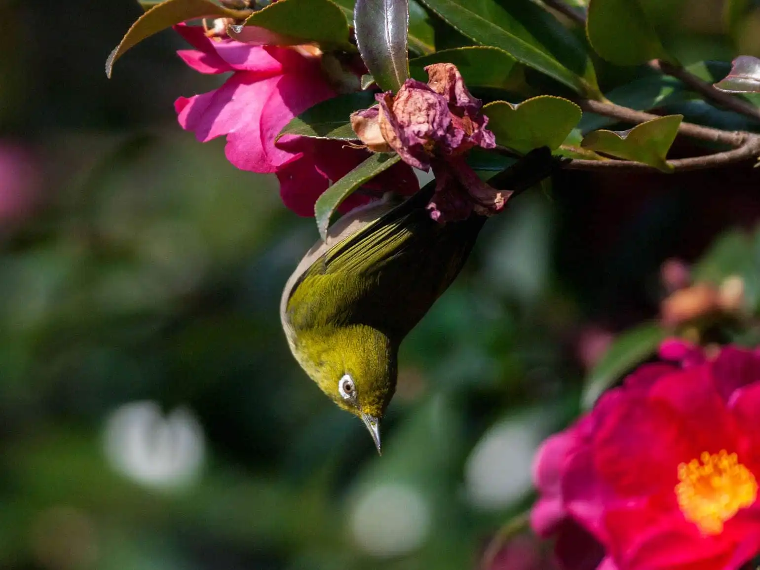 野鳥画像・サザンカとメジロの写真