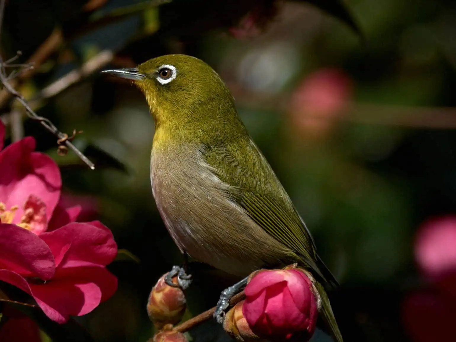 野鳥画像・サザンカとメジロの高解像ドアップ写真