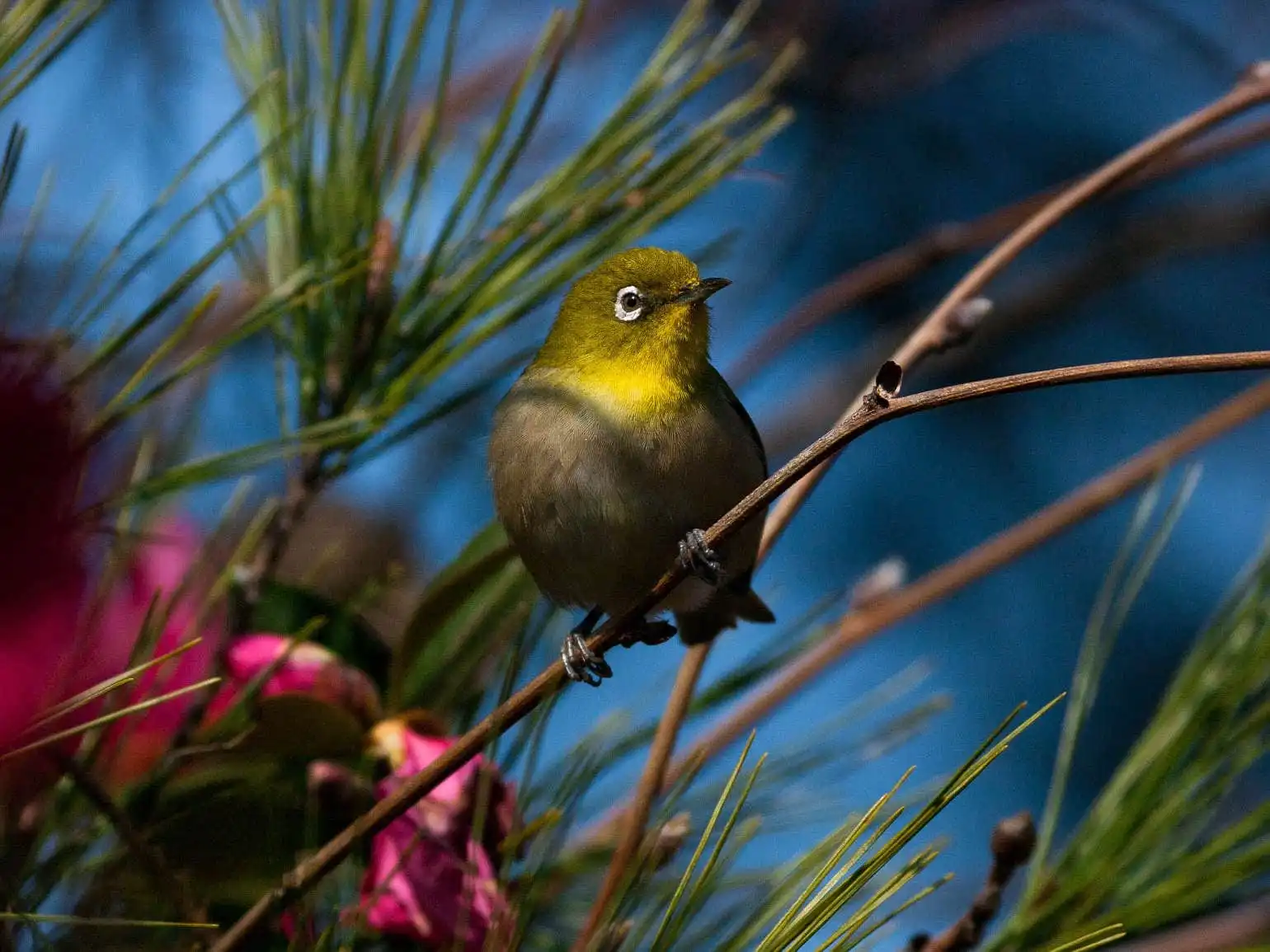 野鳥画像・サザンカとメジロの写真