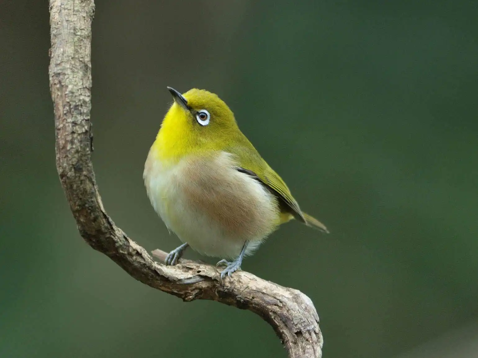 野鳥画像・メジロの写真