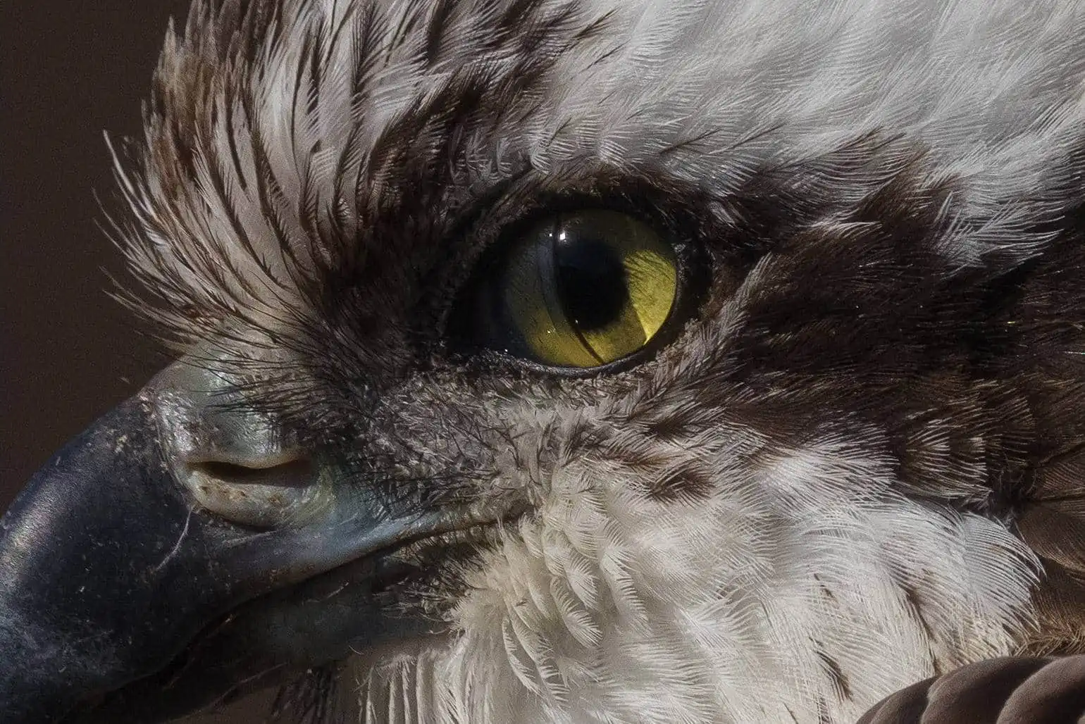 野鳥写真・ミサゴの写真