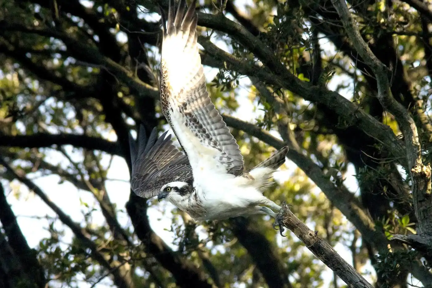 野鳥写真・ミサゴの写真