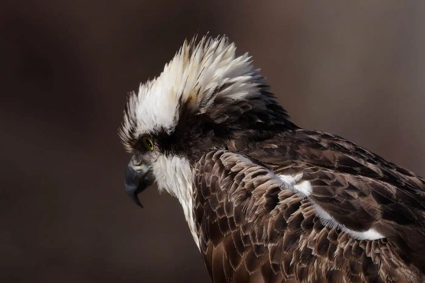 野鳥写真・ミサゴの写真