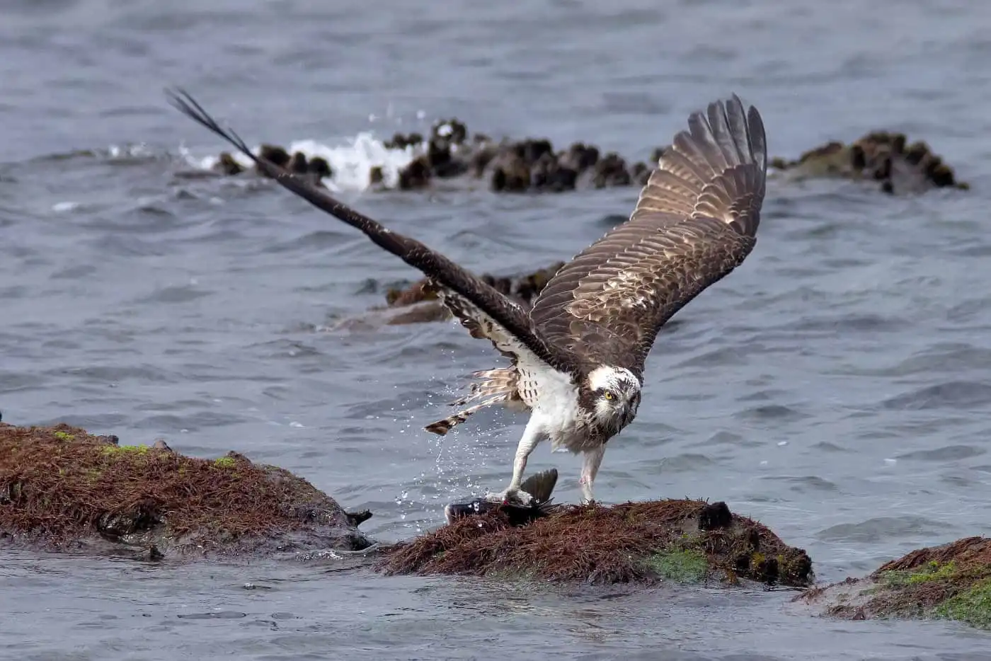 野鳥写真・ミサゴの写真
