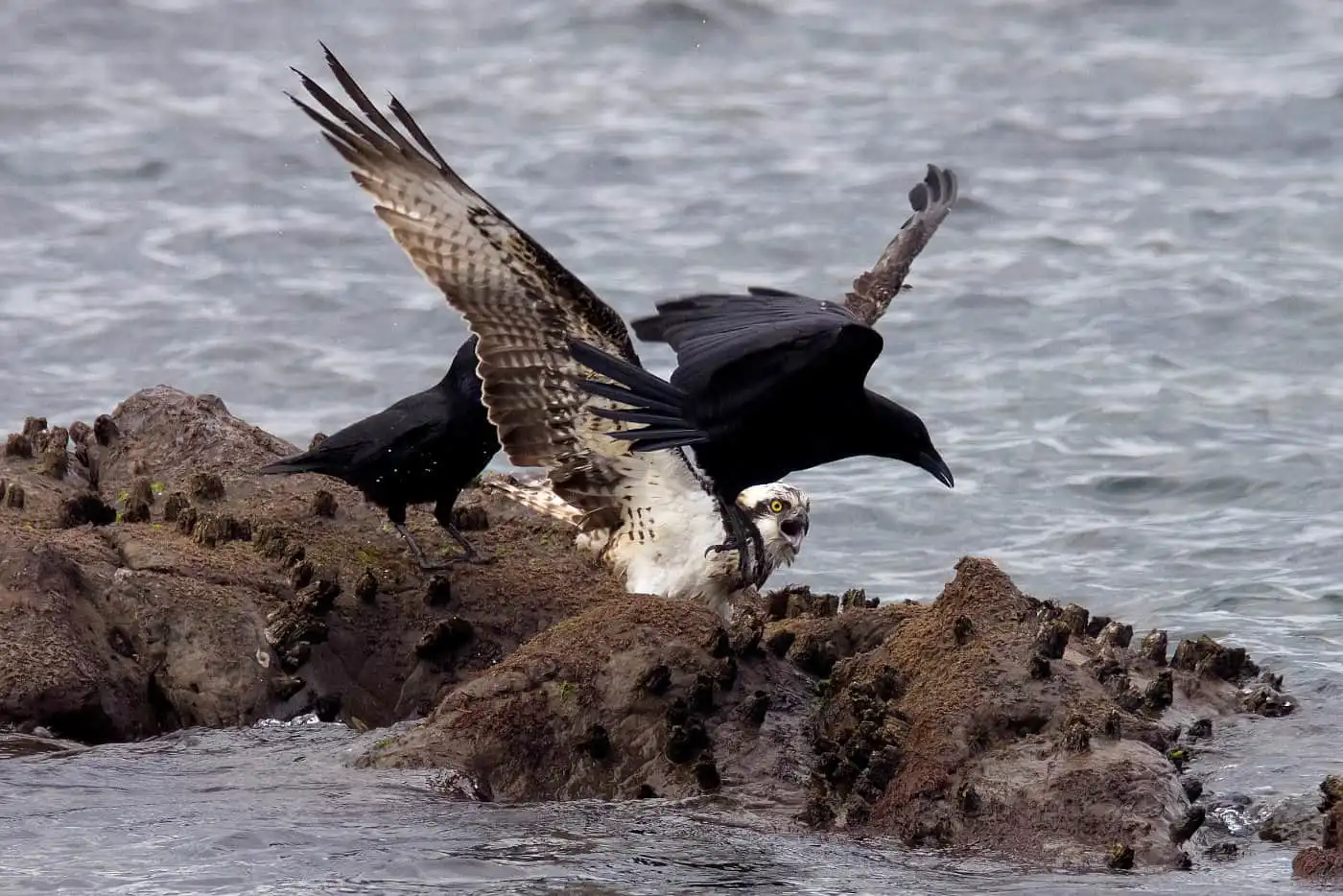 野鳥写真・ミサゴの写真