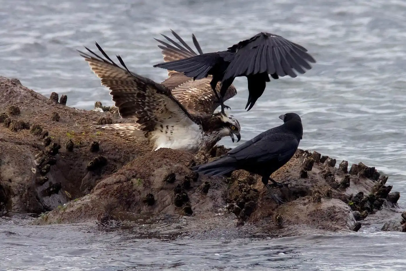 野鳥写真・ミサゴの写真