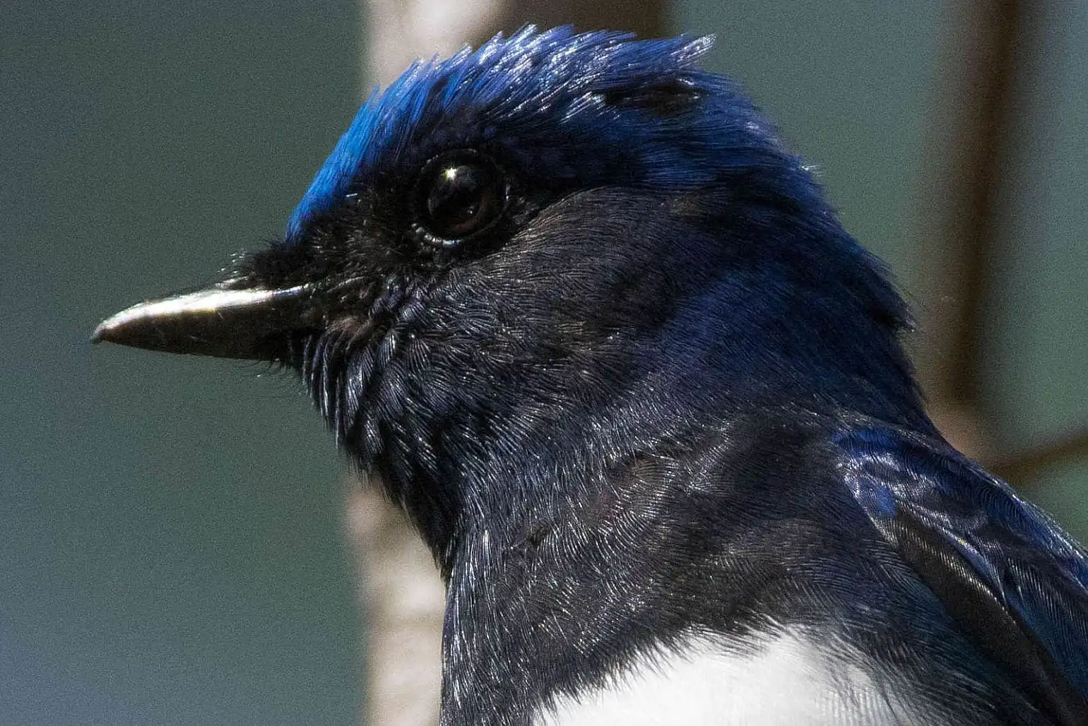 野鳥写真・オオルリの写真