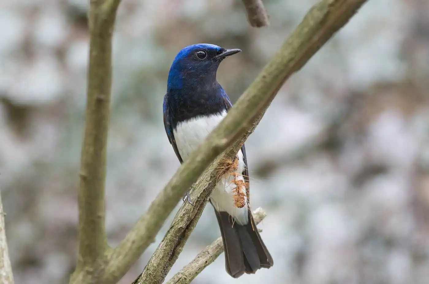 野鳥写真・オオルリの写真