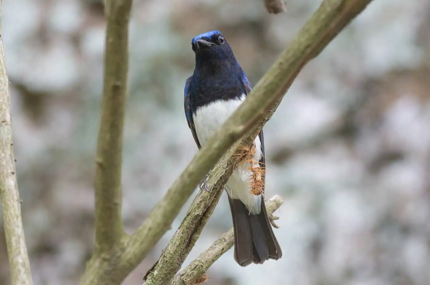 野鳥写真・オオルリの写真