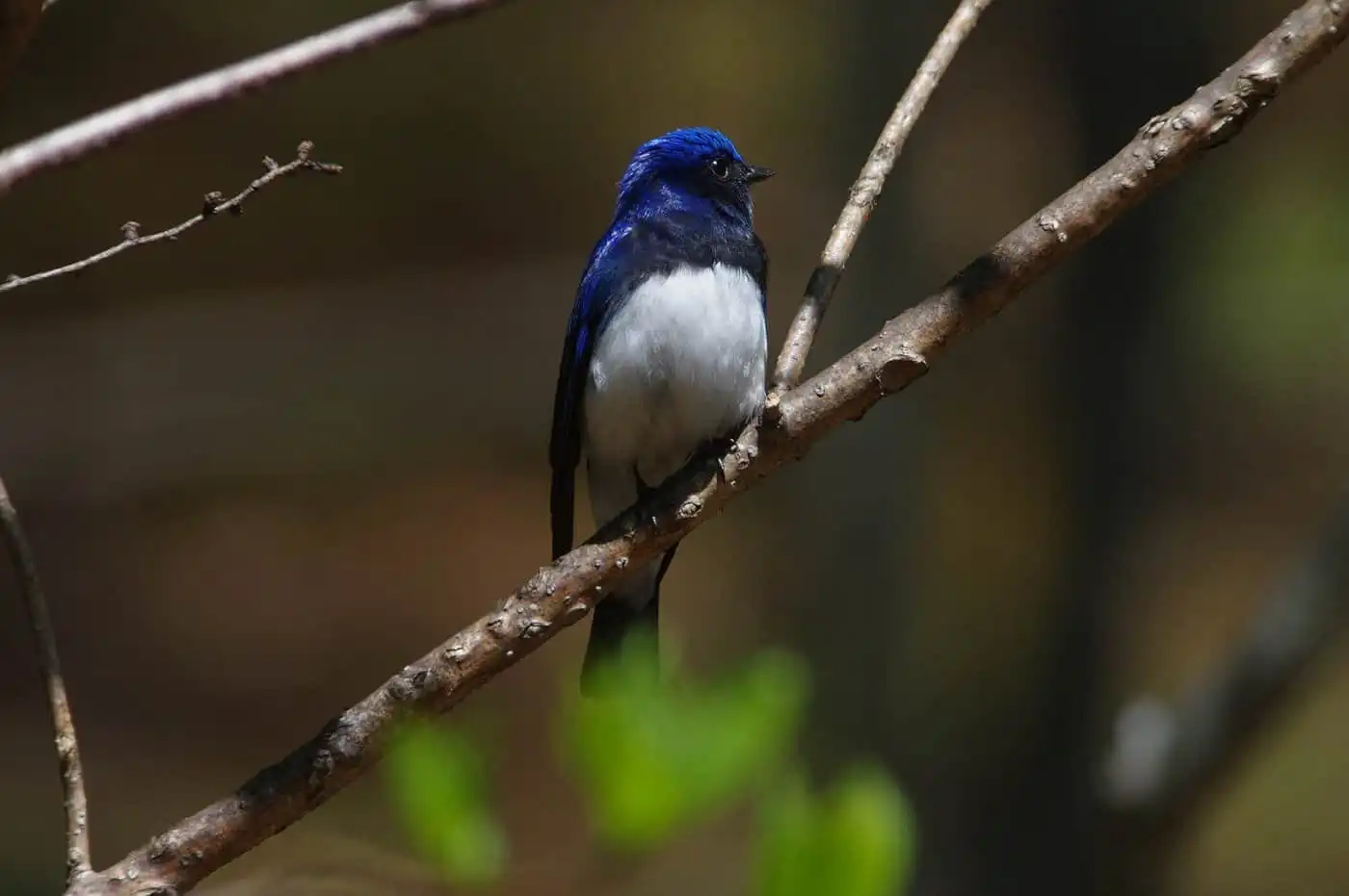 野鳥写真・オオルリの写真