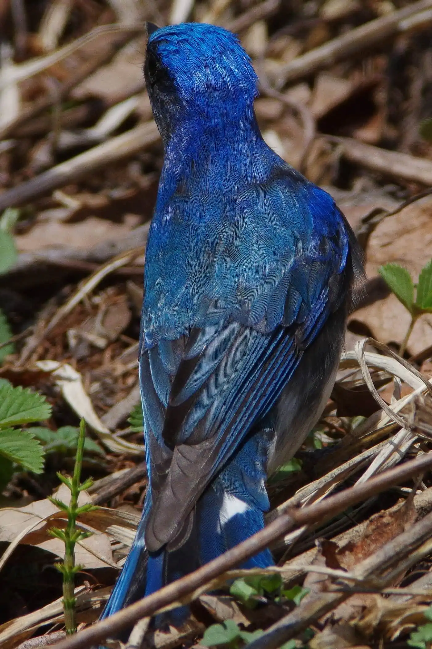 野鳥写真・オオルリの写真
