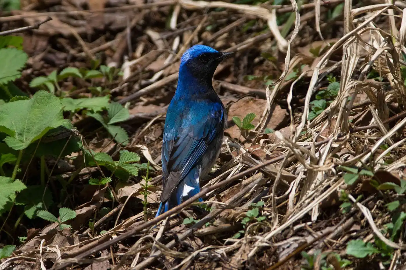野鳥写真・オオルリの写真