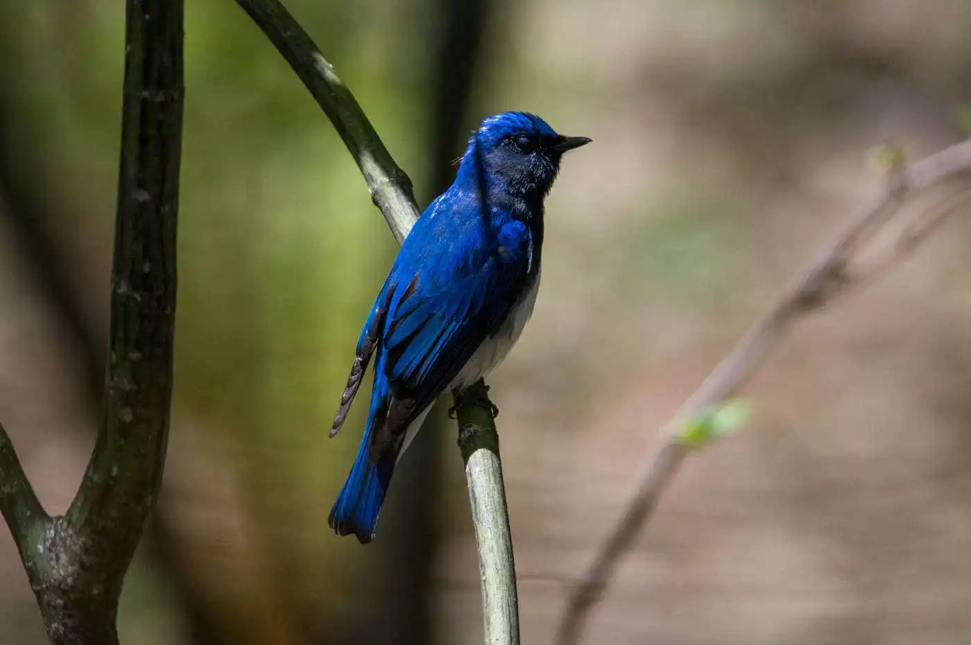 野鳥写真・オオルリの写真