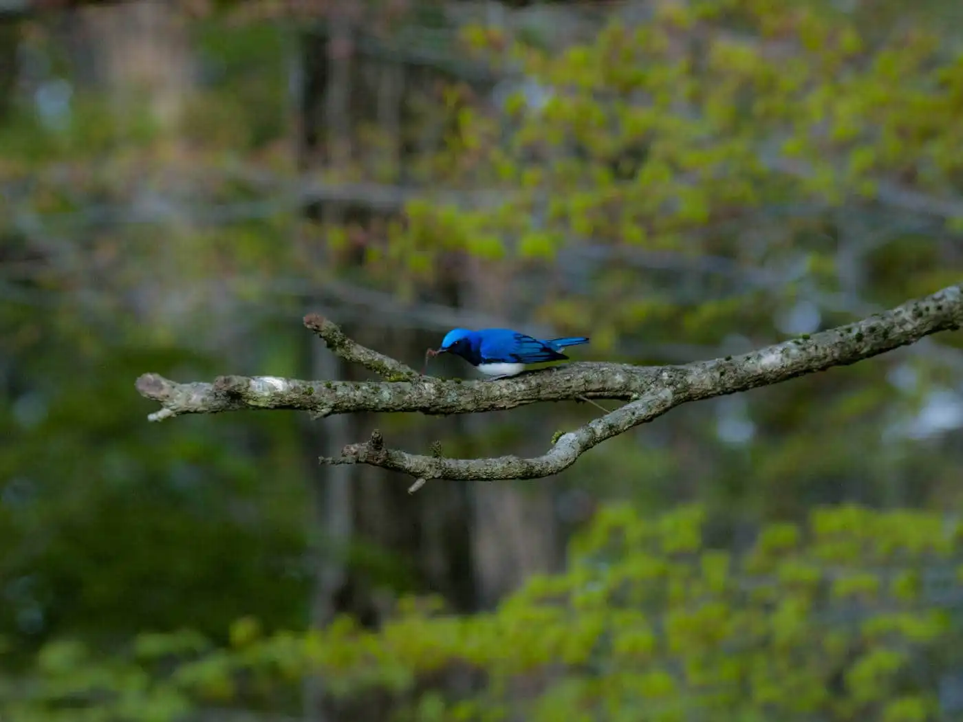 野鳥写真・オオルリの写真