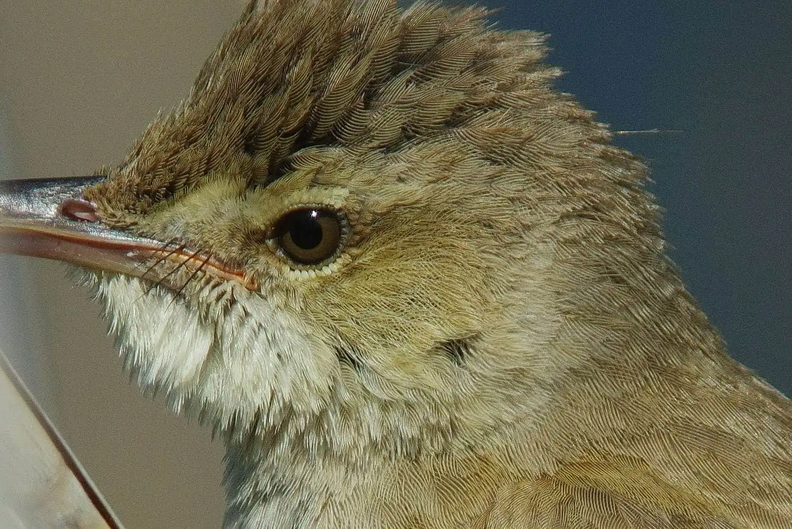 野鳥画像・オオヨシキリの高解像ドアップ等倍写真