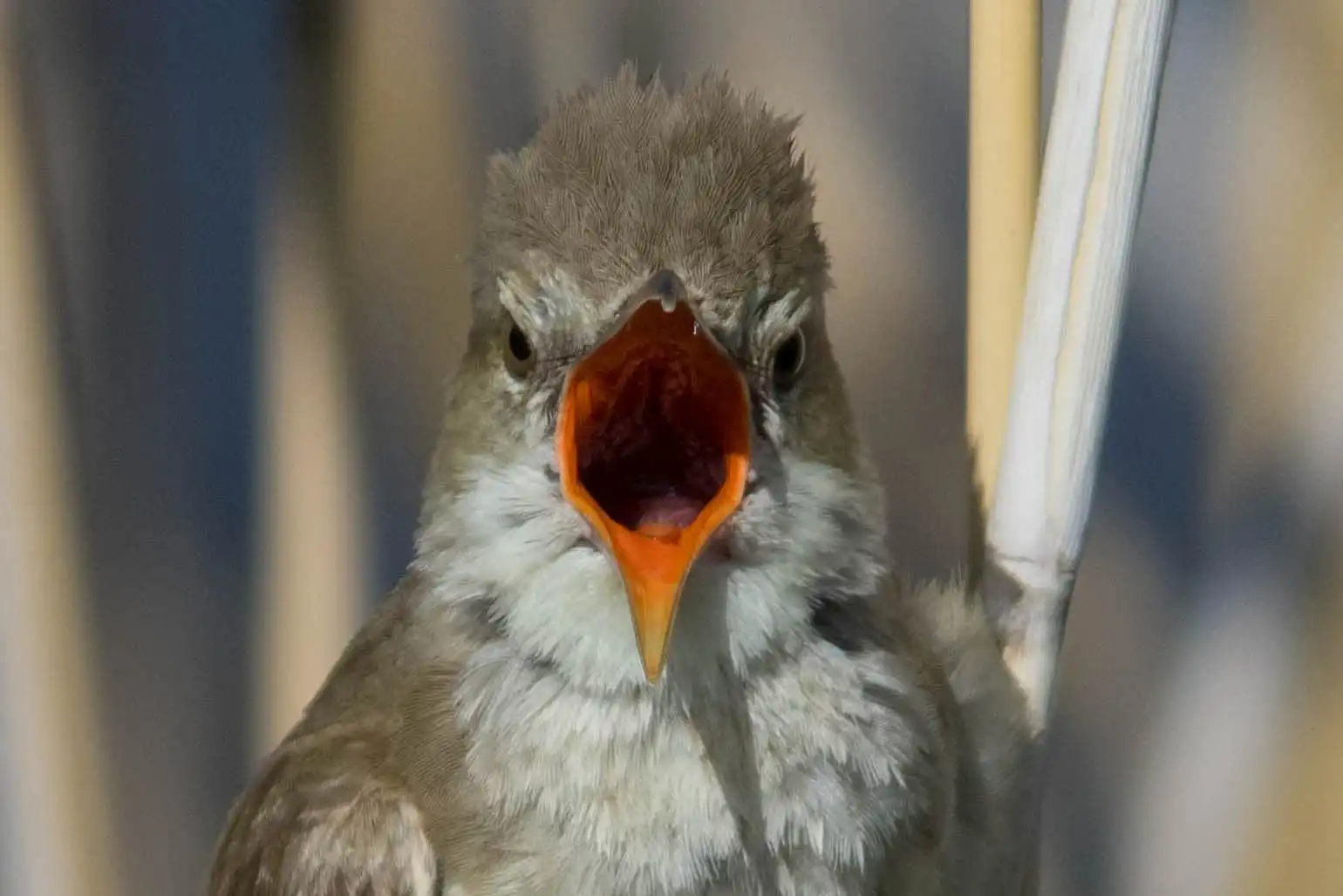 野鳥画像・オオヨシキリの口の中、高解像ドアップ等倍写真
