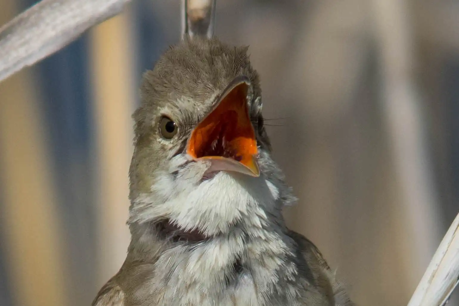 野鳥画像・オオヨシキリの口の中、高解像ドアップ等倍写真
